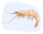 shrimp