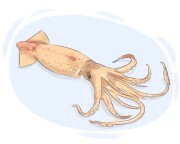 squid