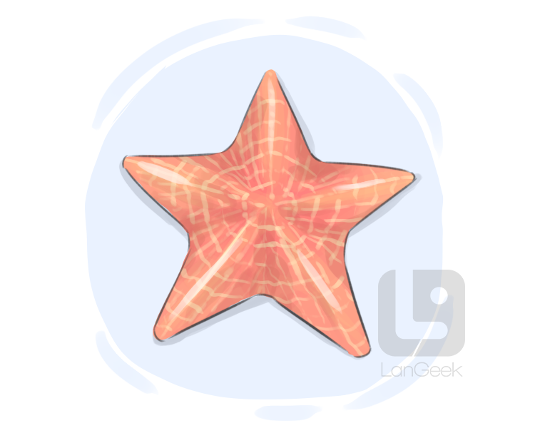 sea star definition and meaning