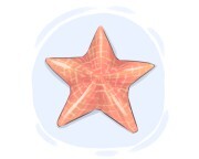 starfish