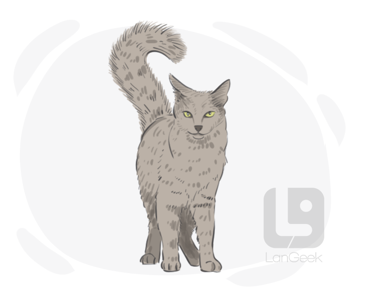 Nebelung definition and meaning