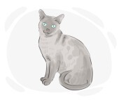 Tonkinese cat