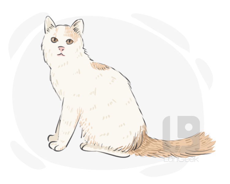 Turkish Van definition and meaning