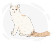 Turkish Van
