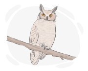 horned owl