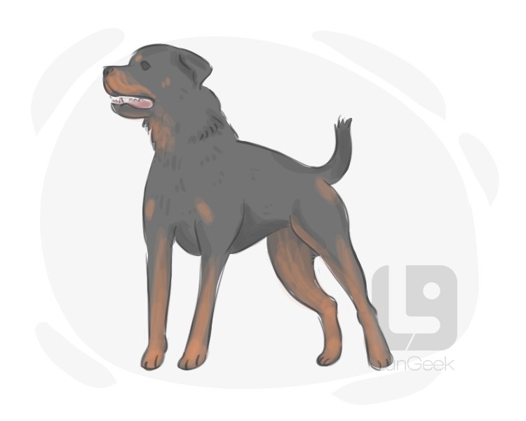 Rottweiler definition and meaning