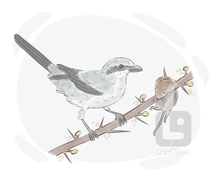 butcherbird definition and meaning