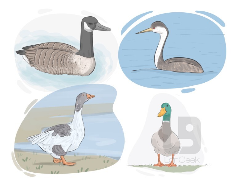 Перевод слова "Waterfowl" LanGeek