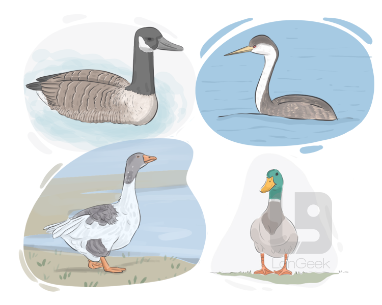 waterfowl definition and meaning