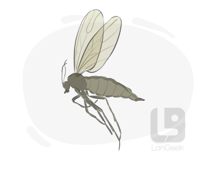 Definition meaning of gnat langeek
