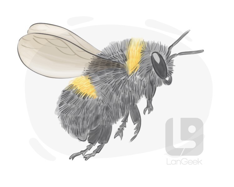 queen bee drawing