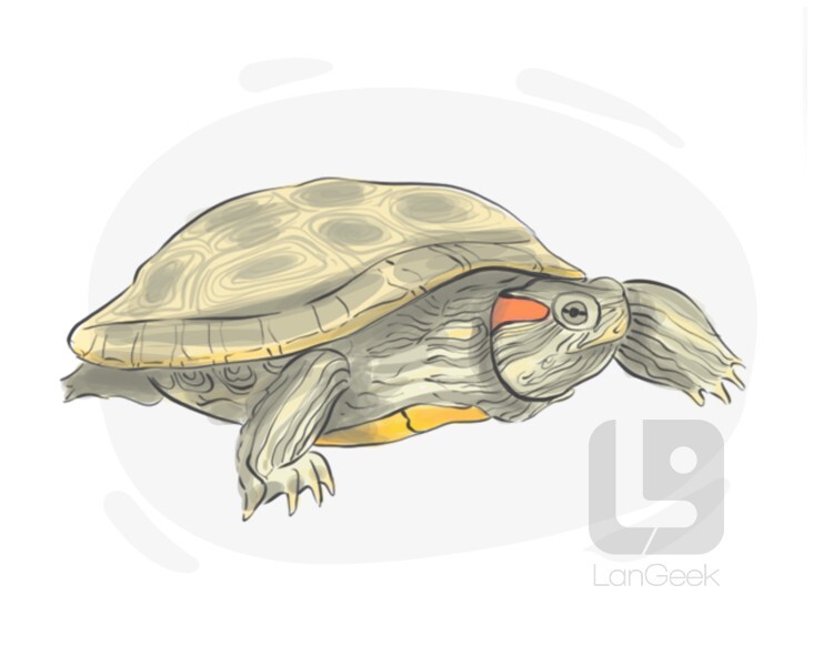 yellow-bellied terrapin definition and meaning
