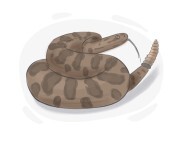 rattlesnake