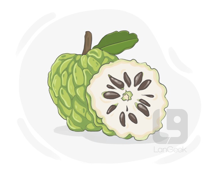 custard apple definition and meaning