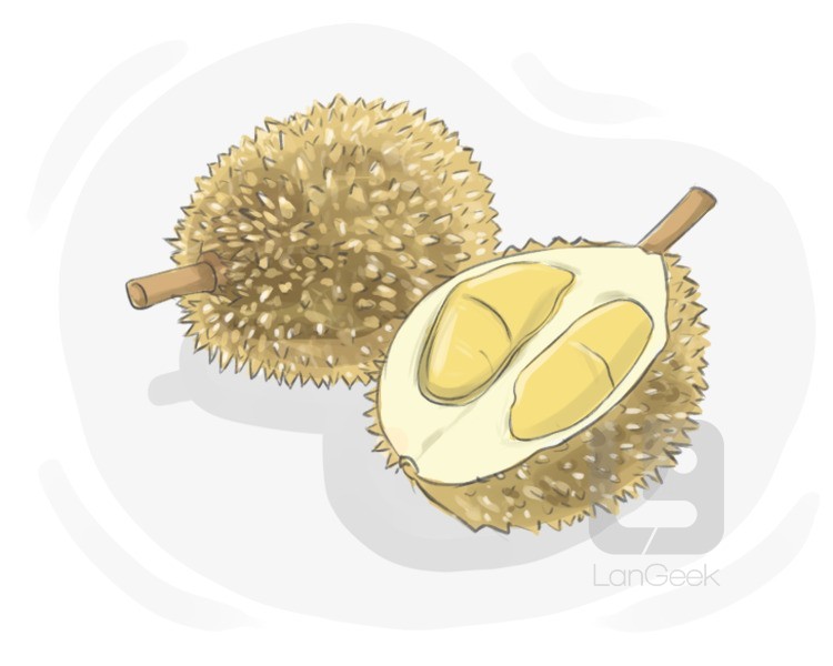 durian definition and meaning