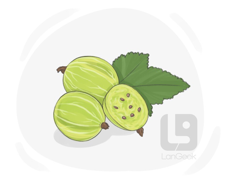 definition-meaning-of-gooseberry-langeek