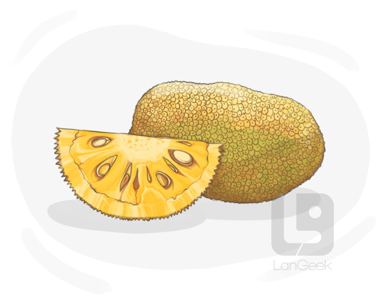 jackfruit definition and meaning