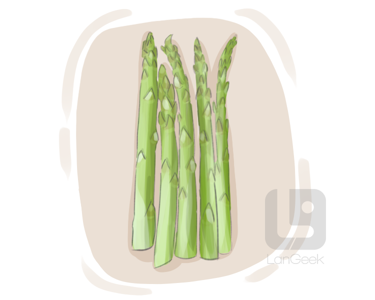 edible asparagus definition and meaning
