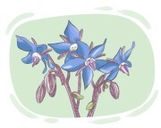 borage