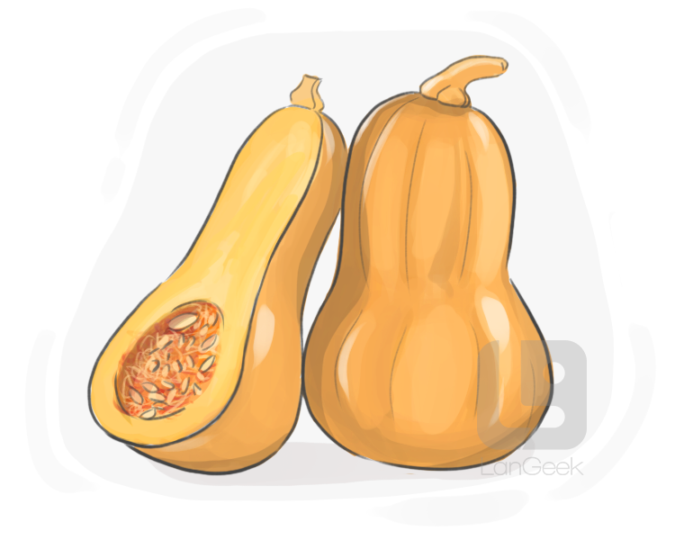 butternut squash definition and meaning