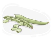 broad bean