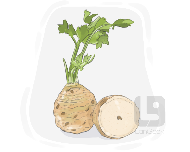 celery root definition and meaning
