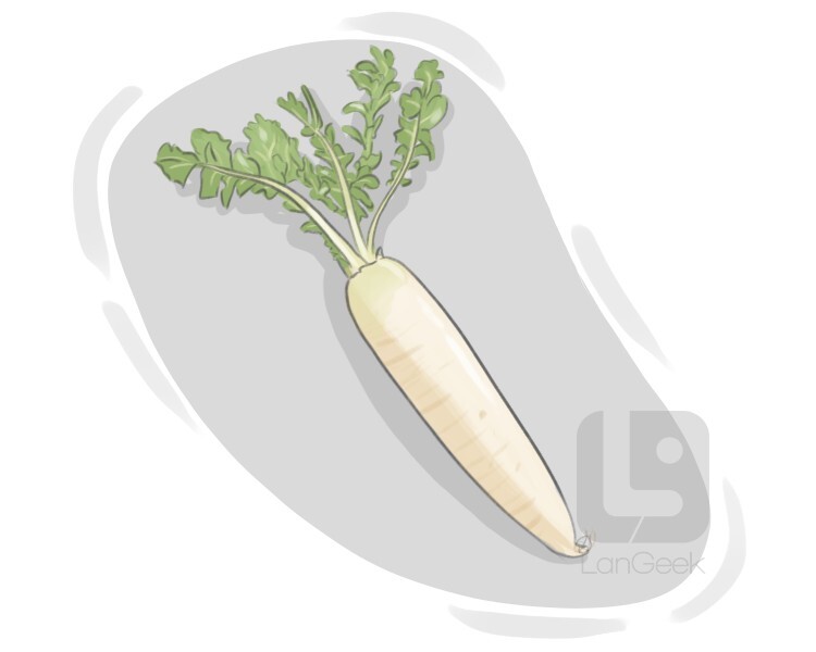 Definition & Meaning of "Daikon" LanGeek