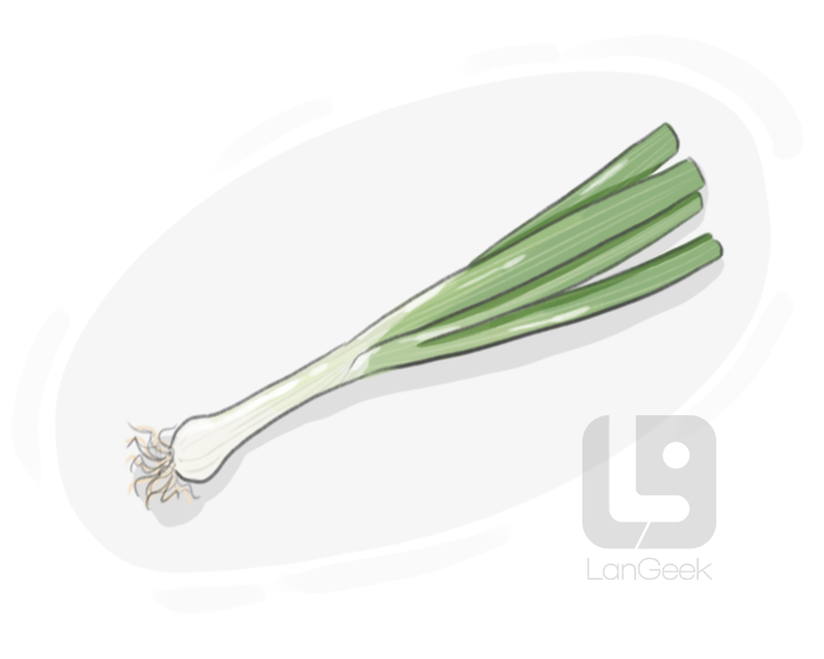 spring onion definition and meaning