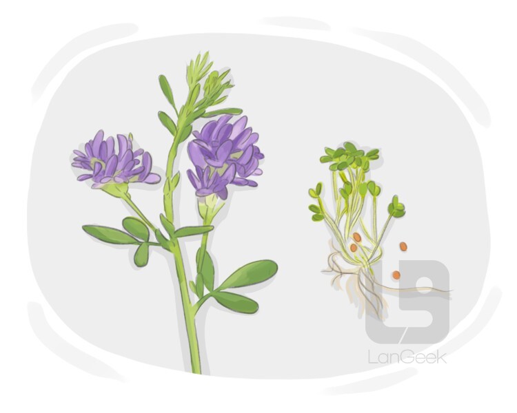 medicago sativa definition and meaning