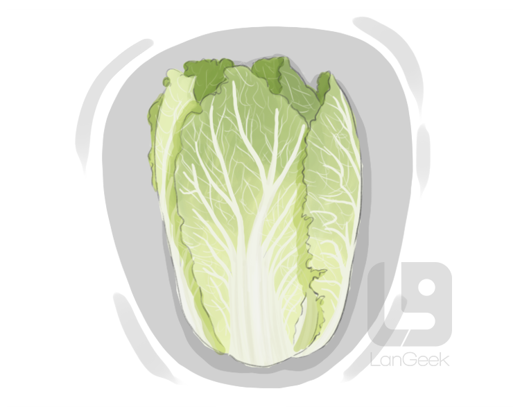 celery cabbage definition and meaning