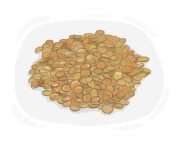 lentil
