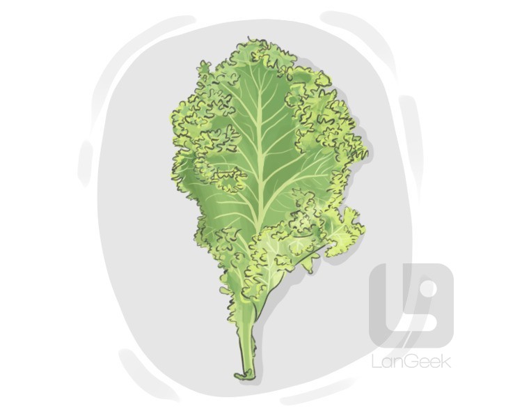 brassica oleracea acephala definition and meaning