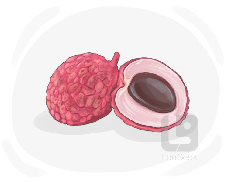 litchi nut definition and meaning