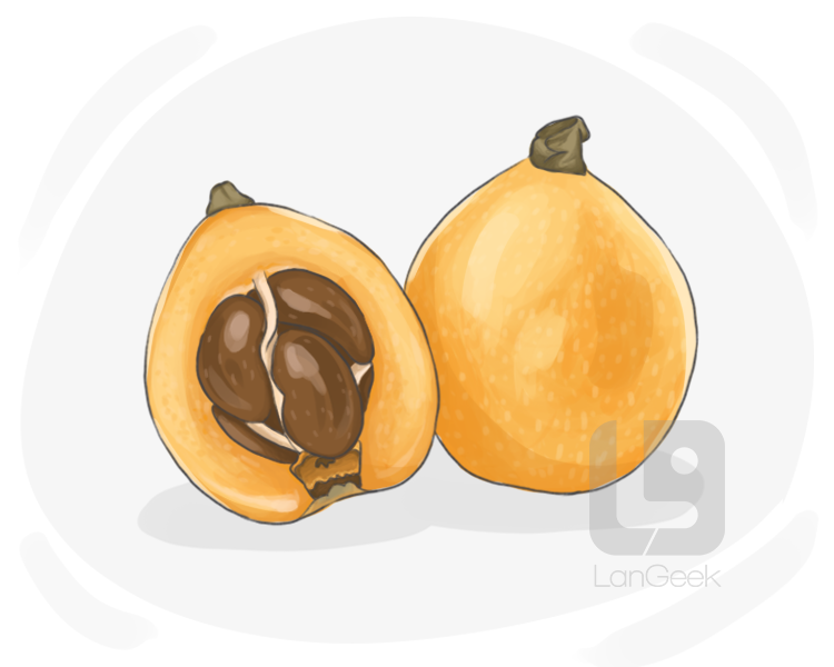loquat definition and meaning