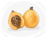 loquat