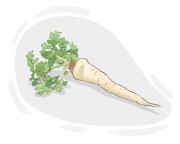 parsnip