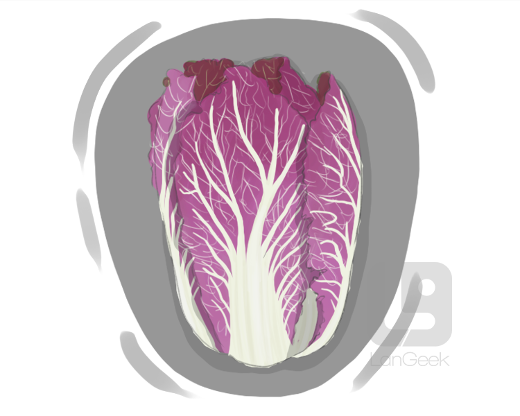 radicchio definition and meaning