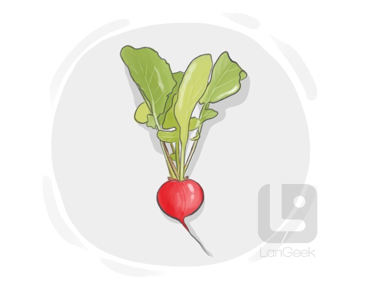 radish definition and meaning