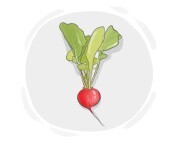 radish