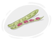 runner bean