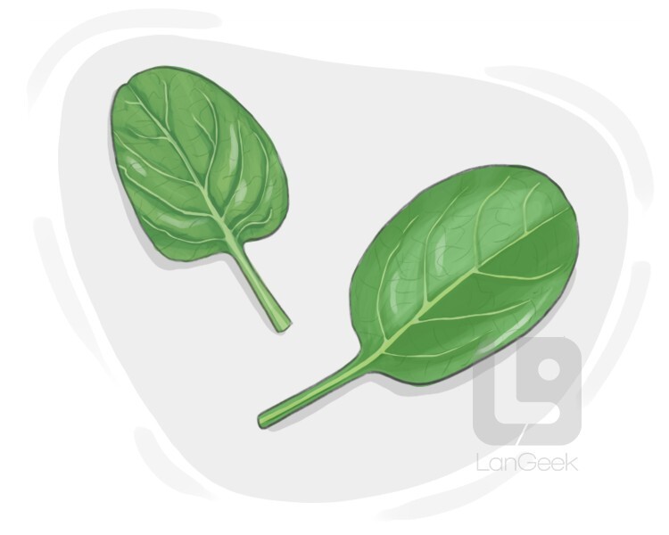 Definition & Meaning of "Spinach" | LanGeek