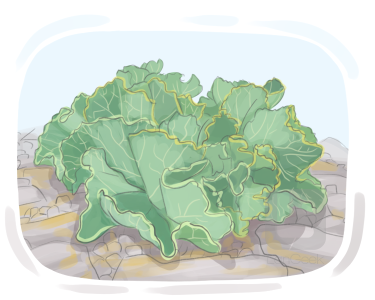 sea kale definition and meaning