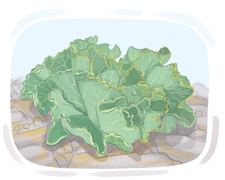 sea kale definition and meaning