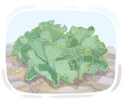 sea kale