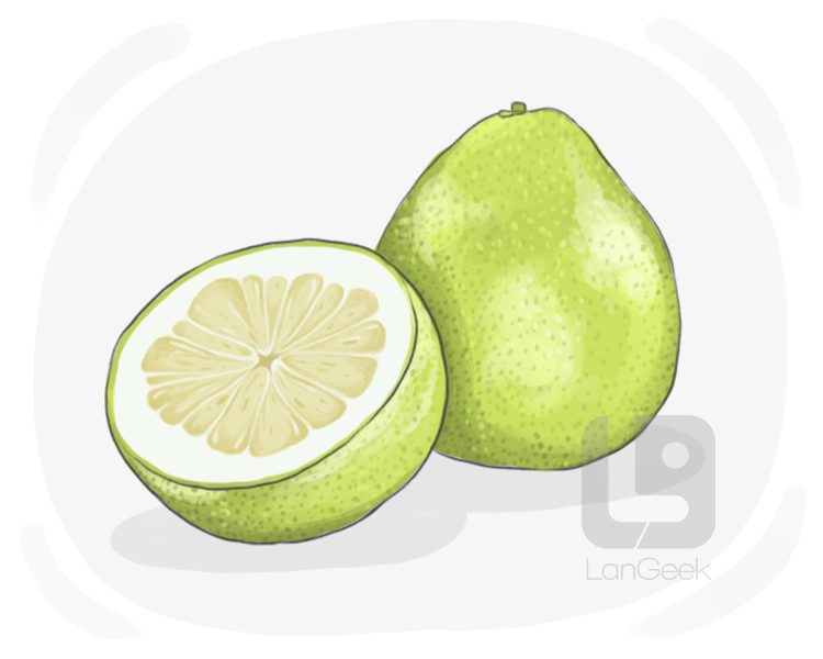 pomelo definition and meaning