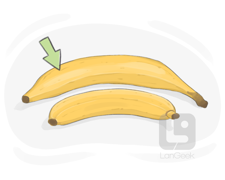 plantain definition and meaning