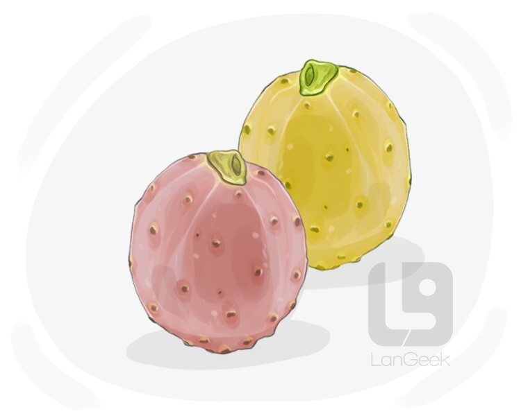 Definition & Meaning of "Prickly pear" LanGeek