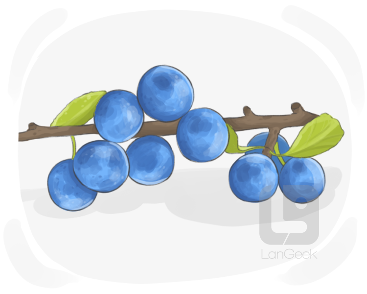 sloe definition and meaning