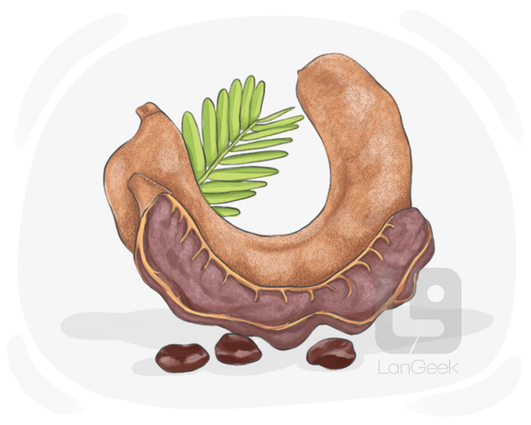 tamarind definition and meaning