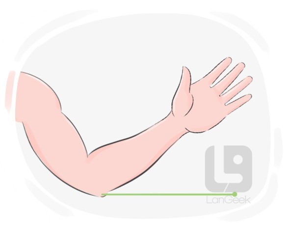 elbow definition and meaning